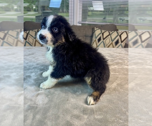 Medium Photo #42 Australian Shepherd Puppy For Sale in SALISBURY, NC, USA