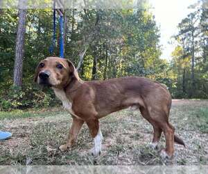Georgie (AL) - Male Beagle-Unknown Mix Dog for Adoption - Photo #4