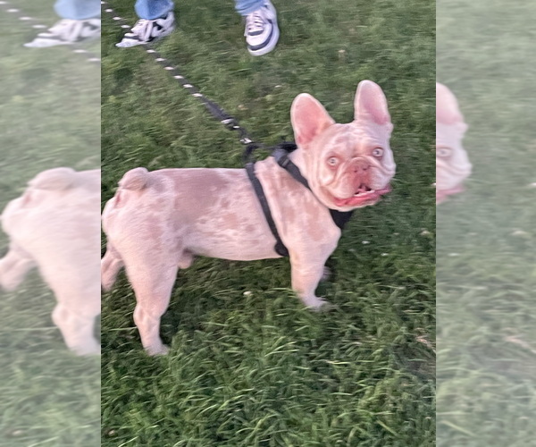 Medium Photo #1 French Bulldog Puppy For Sale in DELTA, CO, USA