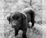Small #29 Flat Coated Retriever