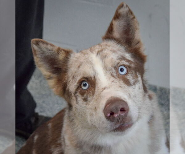 Medium Photo #1 Australian Shepherd-Catahoula Leopard Dog Mix Puppy For Sale in Huntley, IL, USA