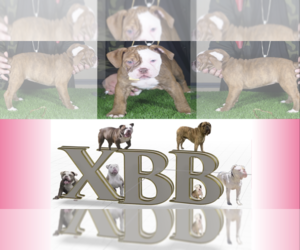 Olde English Bulldogge Puppy for sale in HILLTOP MALL, CA, USA