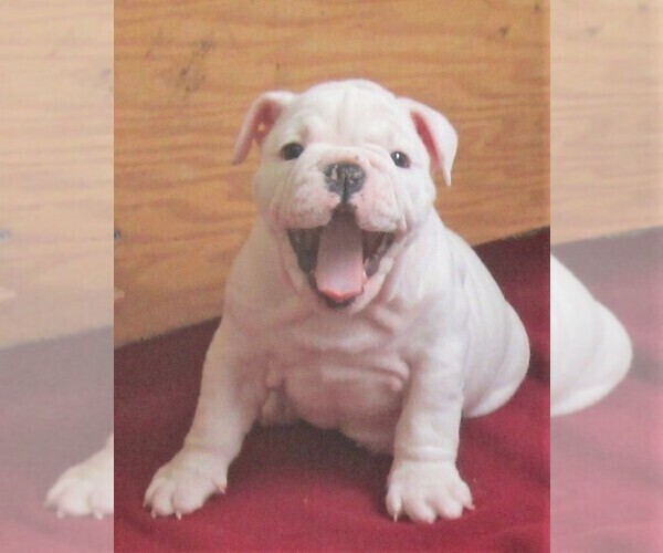 Medium Photo #5 Bulldog Puppy For Sale in LITTLEROCK, CA, USA
