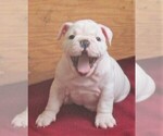 Small Photo #5 Bulldog Puppy For Sale in LITTLEROCK, CA, USA