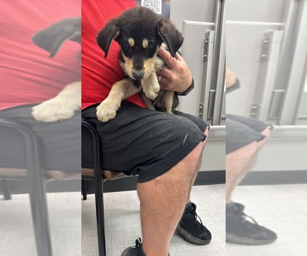 Medium Photo #1 Mutt Puppy For Sale in Calgary, Alberta, Canada