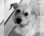 Small #4 Mutt