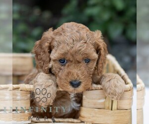 Cavapoo Puppy for sale in BIRD IN HAND, PA, USA