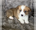Small #3 Pembroke Welsh Corgi