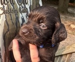 Small #2 Boykin Spaniel