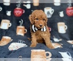 Small #3 Cockapoo (Miniature)