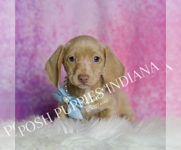 Medium Photo #3 Dachshund Puppy For Sale in WARSAW, IN, USA