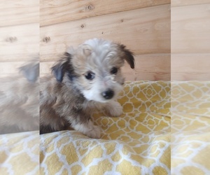Bichon Frise-Miniature Australian Shepherd Mix Puppy for sale in CANON CITY, CO, USA