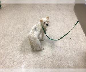 Mutt Dogs for adoption in Riverside, CA, USA