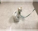 Small Mutt