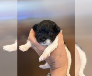 Maltipoo (Toy) Puppy for sale in CARLSBAD, CA, USA