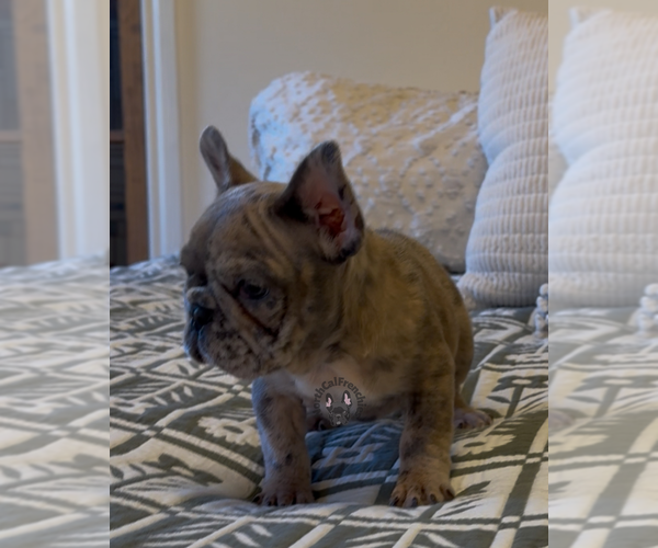 Medium Photo #2 French Bulldog Puppy For Sale in SACRAMENTO, CA, USA