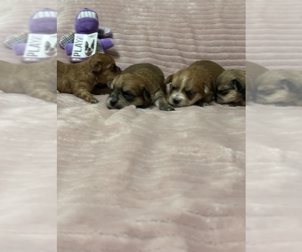 Medium Photo #1 Yorkshire Terrier Puppy For Sale in BENSON, NC, USA