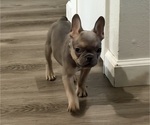 Small #3 French Bulldog