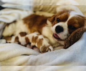 Mother of the Cavalier King Charles Spaniel puppies born on 03/05/2024