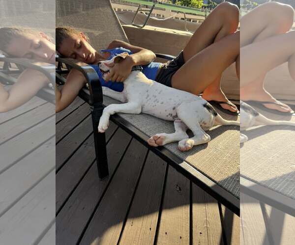 Medium Photo #3 Mutt Puppy For Sale in Woodbury, NY, USA