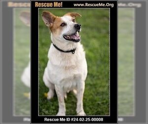 Mutt Dogs for adoption in Benton, PA, USA