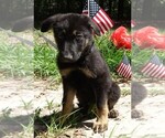 Small #5 German Shepherd Dog