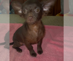 Chiweenie Puppy for sale in ECHO, AL, USA