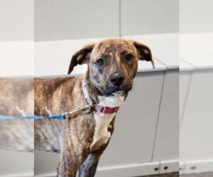 Mutt Dogs for adoption in Aurora, IN, USA