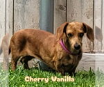 Small #8 Dachshund