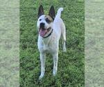 Small Photo #2 American Staffordshire Terrier Puppy For Sale in Fort Lauderdale, FL, USA