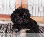 Small Photo #2 ShihPoo Puppy For Sale in NAPLES, FL, USA