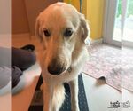 Small Great Pyrenees-Retriever  Mix