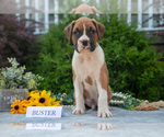 Small #1 Boxer