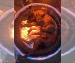 Small Photo #10 Labrador Retriever Puppy For Sale in CHICKAMAUGA, GA, USA