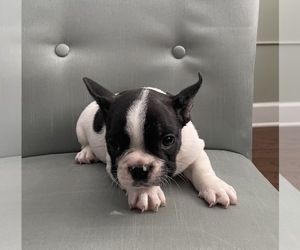 French Bulldog Puppy for sale in JOHNS ISLAND, SC, USA