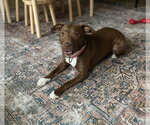 Small #1 Mutt