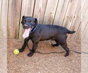 Mutt Dogs for adoption in Kennesaw, GA, USA