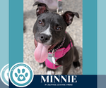 Small Photo #15 American Pit Bull Terrier-Unknown Mix Puppy For Sale in Kimberton, PA, USA