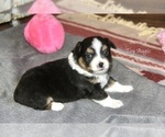 Small Photo #26 Aussie-Corgi Puppy For Sale in LIND, WA, USA