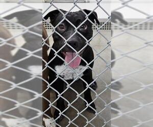 Mutt Dogs for adoption in Temple, TX, USA