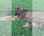 Small #1 German Shepherd Dog