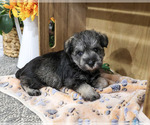 Small #1 Schnauzer (Miniature)