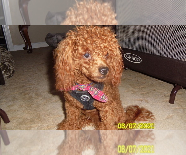 Medium Photo #1 Poodle (Toy) Puppy For Sale in DULUTH, GA, USA