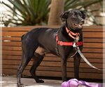 Small #5 Carolina Dog-Labrador Retriever Mix
