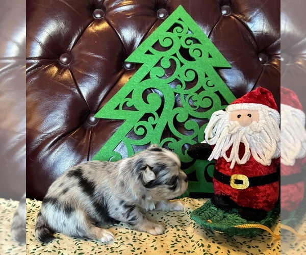 Medium Photo #3 Chihuahua Puppy For Sale in NEWVILLE, PA, USA