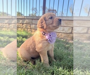 Golden Retriever Puppy for sale in COMFORT, TX, USA