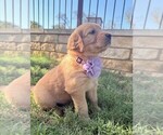 Small Golden Retriever