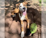 Small Boxer Mix