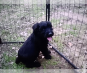 Schnauzer (Giant) Puppy for sale in RATTAN, OK, USA