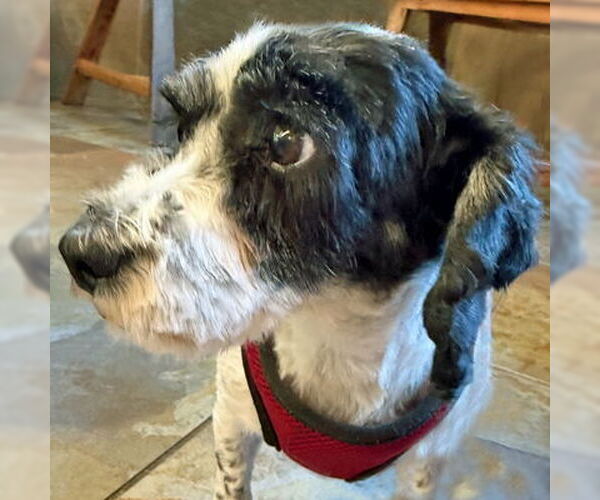 Medium Photo #5 Poodle (Toy) Puppy For Sale in Arlington, VA, USA